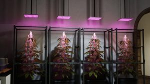 12ss_09e5c0b686a4c60e431091bed92b34172d84c6ec.1920×1080